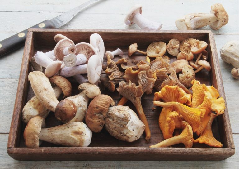 Read more about the article Miks väärivad seened toidulauale lisamist?